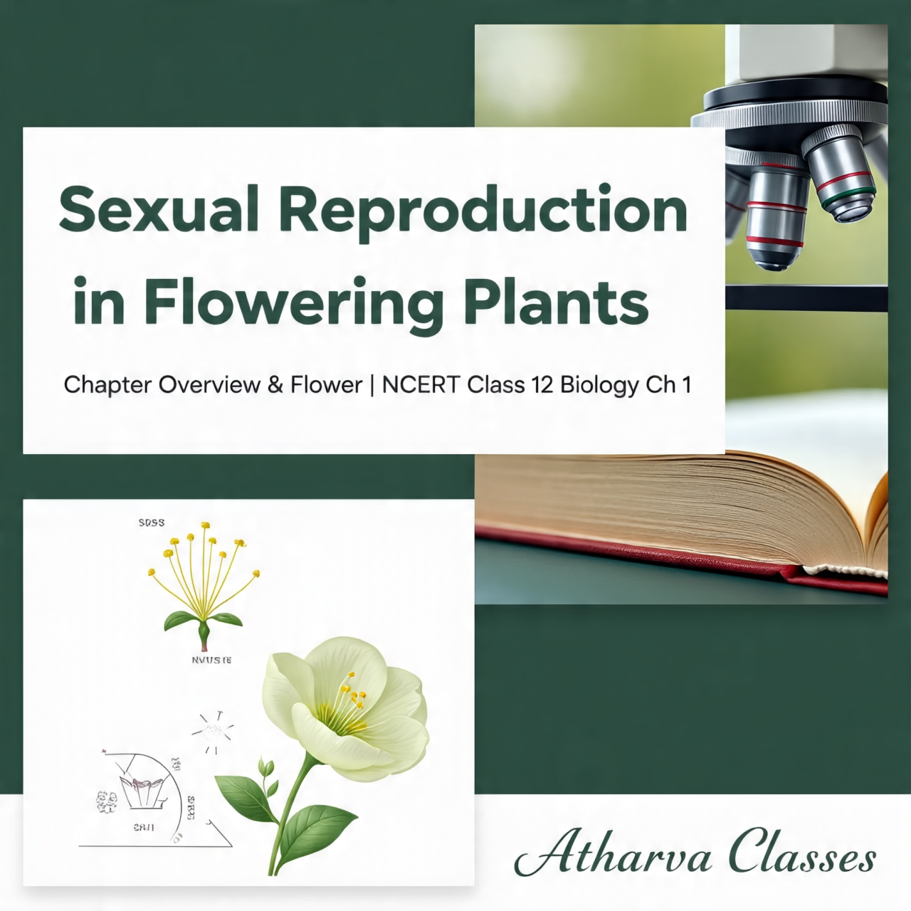 Sexual Reproduction in Flowering Plants - Chapter Overview & Flower | Class 12 Biology Chapter 1